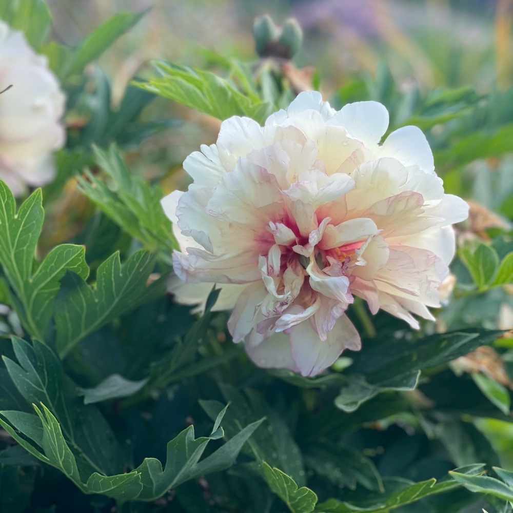 Meet your Posher, Keyla